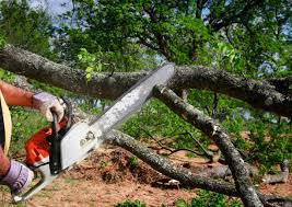 Best Seasonal Cleanup  in Carpentersvle, IL